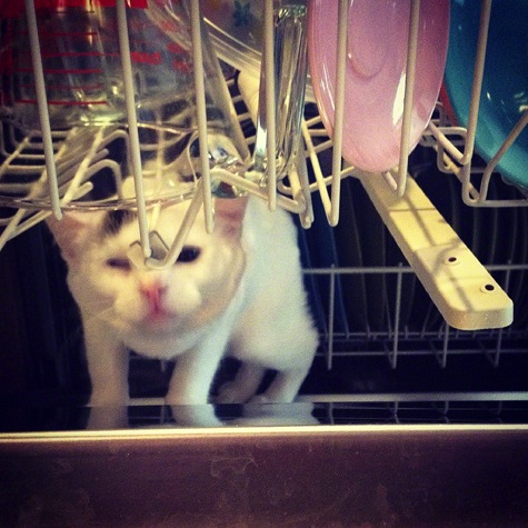 Freya in dishwasher